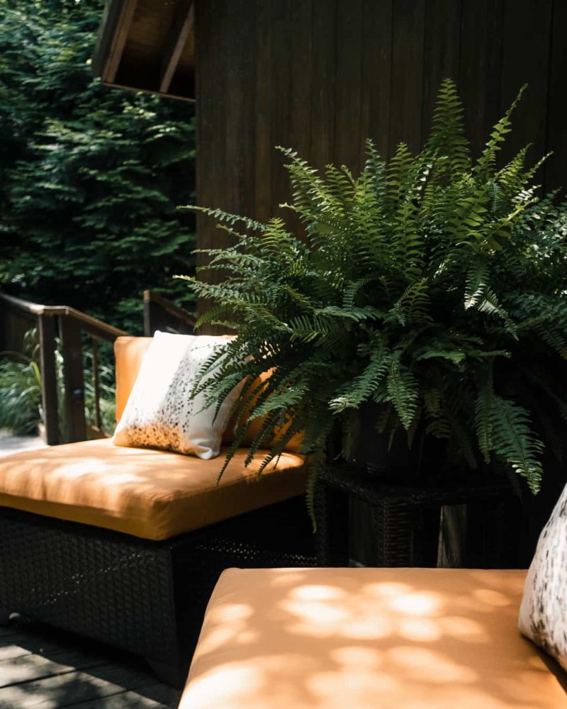 a fern in between two lounge chairs on the porch of shoji spa